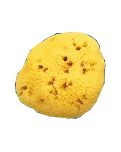 Spugna Nat Fori L 10/11cm 7