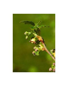 Herboplanet Msa Ribes Nigrum Integratore Antinfiammatorio 50 ml